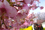 伊豆 河津 桜 まつり さくら