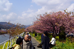 伊豆 河津 桜 まつり さくら
